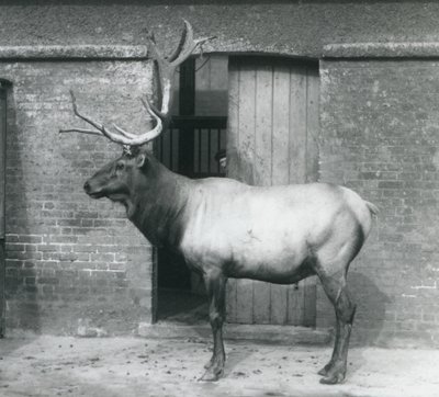 Jeleń WapitiElk stojący na swoim wybiegu w londyńskim zoo we wrześniu 1927 r. autorstwa Frederick William Bond
