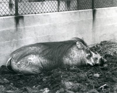 Guziec śpiący w błocie, londyńskie zoo, lipiec 1927 (zdjęcie czarno-białe) autorstwa Frederick William Bond