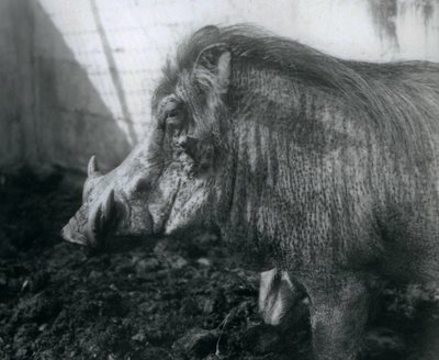 Guziec stojący w błocie, londyńskie zoo, 1927 autorstwa Frederick William Bond