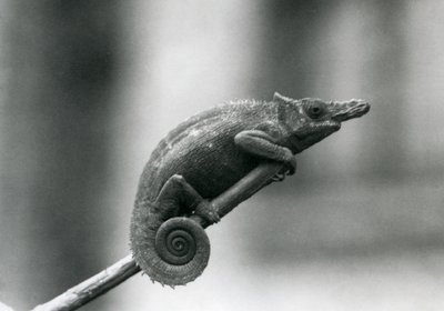 Dwurożny kameleon z Zachodniej Usambary, londyńskie zoo, 1927 autorstwa Frederick William Bond