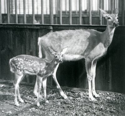 Jeleń dziewiczy z białym ogonem z jelonkiem w londyńskim zoo w sierpniu 1927 r. autorstwa Frederick William Bond
