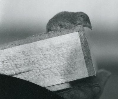 Ryjówka białoozębna spoglądająca w dół przez krawędź drewnianego pudełka, trzymana przez opiekuna w rękawiczce, londyńskie zoo, kwiecień 1917 autorstwa Frederick William Bond