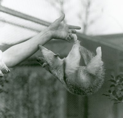 Tamandua z młodym kołnierzem wisi na palcach opiekuna chwytnym ogonem, gdy sięga, by trzymać się ramienia opiekuna, londyńskie zoo, kwiecień 1925 autorstwa Frederick William Bond