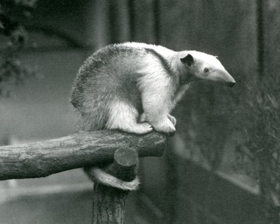 Młody Tamandua z kołnierzykiem siedzący na końcu gałęzi trzymający się chwytnym ogonem, Londyńskie Zoo, 24 kwietnia 1925 autorstwa Frederick William Bond