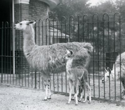Mała lama lub Cria z mamą w londyńskim zoo, 1926 autorstwa Frederick William Bond