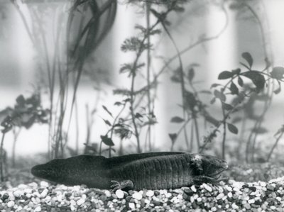 Czarna aksolotl/meksykańska salamandra spoczywająca na żwirze na dnie zbiornika w londyńskim zoo w 1928 r. (zdjęcie czarno-białe) autorstwa Frederick William Bond