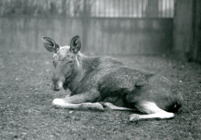 Byk ElkMoose, pokazujący blizny po niedawno zrzuconych rogach, leżący w londyńskim zoo, styczeń 1926 autorstwa Frederick William Bond