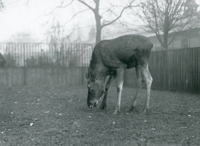 Byk Łoś/Łoś stoi na swoim padoku i sięga w kierunku trawy, londyńskie zoo, styczeń 1926 (zdjęcie czarno-białe) autorstwa Frederick William Bond