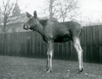 Byk Łoś Łoś z ranami niedawno zrzuconych poroży, stojący w londyńskim zoo, styczeń 1926 r. autorstwa Frederick William Bond