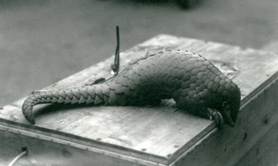 Krytycznie zagrożony łuskowiec chiński spoglądający w dół przez krawędź drewnianej skrzyni, na której siedzi, londyńskie zoo, lipiec 1925 autorstwa Frederick William Bond