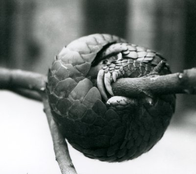 Krytycznie zagrożony chiński łuskowiec odpoczywający, zwinięty wokół poziomej gałęzi, londyńskie zoo, przed 1930 r autorstwa Frederick William Bond