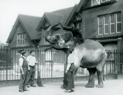 Udekorowany słoń indyjski, z trzema opiekunami i trenerem, przed Elephant House w londyńskim zoo w 1927 r. autorstwa Frederick William Bond
