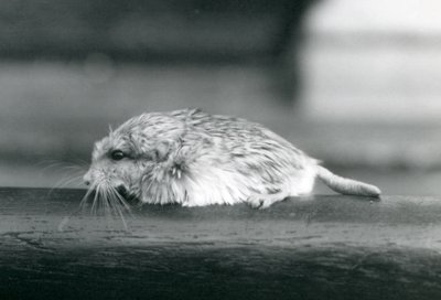 Myszoskoczek gruboogoniasty / duprasi, londyńskie zoo, lipiec 1925 (zdjęcie czarno-białe) autorstwa Frederick William Bond