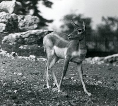 Samica Blackbuck w londyńskim zoo w 1924 autorstwa Frederick William Bond