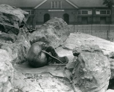 Samica lwa morskiego kalifornijskiego leżąca na skalistym tarasie podczas karmienia swojego szczeniaka, londyńskie zoo, lipiec 1925 autorstwa Frederick William Bond