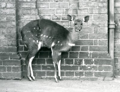 Samica Cape BushbuckImbabala stojąca pod ścianą w londyńskim zoo w październiku 1927 roku. autorstwa Frederick William Bond