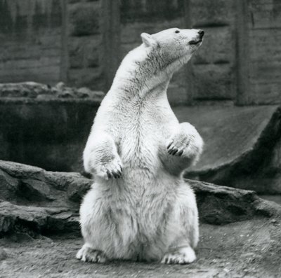 Samica niedźwiedzia polarnego siedząca na zadzie na tarasach Mappin w londyńskim zoo we wrześniu 1928 r. autorstwa Frederick William Bond