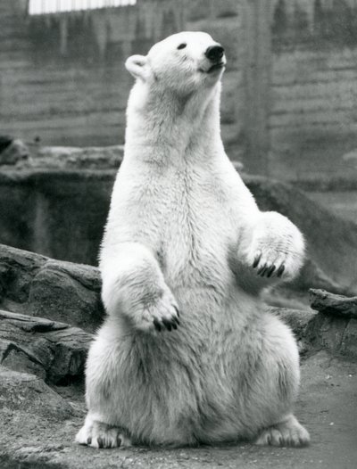 Samica niedźwiedzia polarnego siedząca na zadzie na tarasach Mappin w londyńskim zoo we wrześniu 1928 r. autorstwa Frederick William Bond