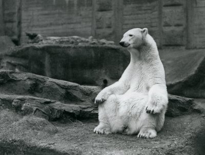 Samica niedźwiedzia polarnego siedząca na zadzie na tarasach Mappin w londyńskim zoo we wrześniu 1928 r. autorstwa Frederick William Bond