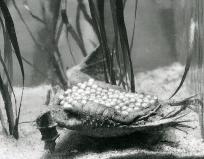 Samica ropuchy surinamskiej z jajami osadzonymi w skórze pleców, londyńskie zoo autorstwa Frederick William Bond