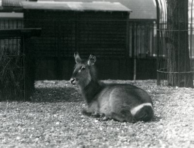 Samica Kobus ellipsiprymnus, siedząca w swoim wybiegu w londyńskim zoo, czerwiec 1924 autorstwa Frederick William Bond