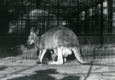Samica łania lotnika Jill Red Kangur ze swoim młodym lub Joey w jej woreczku, Londyńskie Zoo, 1922 autorstwa Frederick William Bond