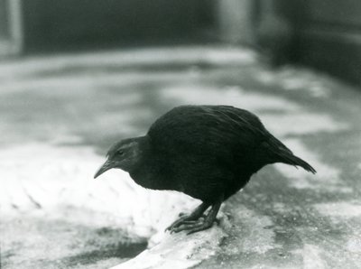 Nielotna kura WekaMaoryskaDrewno w londyńskim zoo w 1927 r. autorstwa Frederick William Bond