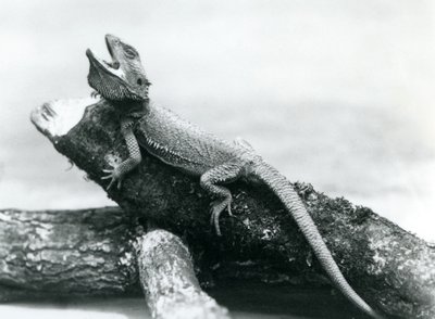Ziejący brodaty smok trzymający się kłody, londyńskie zoo, sierpień 1928 (zdjęcie czarno-białe) autorstwa Frederick William Bond