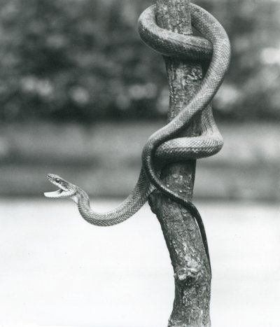 Rozdziawiony Texas Rat Snake zwinięty wokół pionowej gałęzi w londyńskim zoo w sierpniu 1928 r. (zdjęcie czarno-białe) autorstwa Frederick William Bond