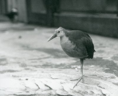 Drewniana poręcz z szarą szyjką lub szara drewniana poręcz (Aramides cajaneus) stojąca na jednej nodze w londyńskim zoo we wrześniu 1927 r. autorstwa Frederick William Bond