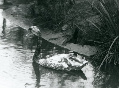 Łabędź hybrydowy, Mute x Black, pływający w stawie w londyńskim zoo w 1927 r. autorstwa Frederick William Bond