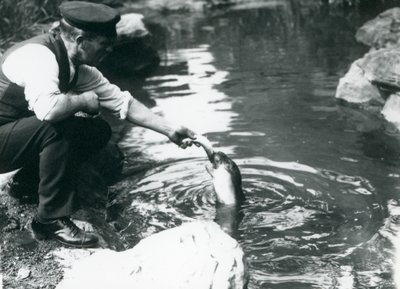 Opiekun karmiący ryby młodą foką kapturową w basenie w londyńskim zoo, czerwiec 1914 r. autorstwa Frederick William Bond