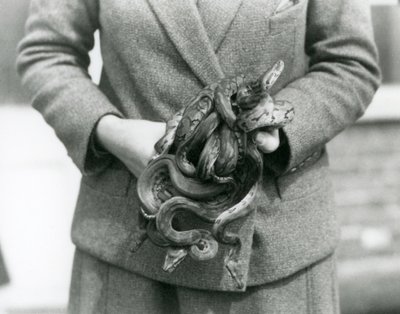 Opiekun trzymający węzeł młodego pytona królewskiego lub pytona kulistego w londyńskim zoo w 1931 r. (zdjęcie czarno-białe) autorstwa Frederick William Bond