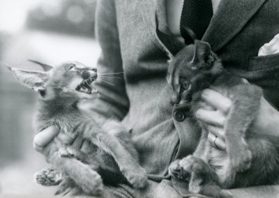 Opiekun trzymający na kolanach parę kociąt Caracal, londyńskie zoo, 1924 autorstwa Frederick William Bond
