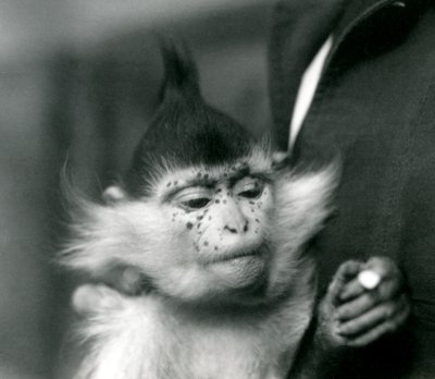 Opiekun trzyma Freckles, Black Crested lub Congo Mangabey, londyńskie zoo, 1924 autorstwa Frederick William Bond
