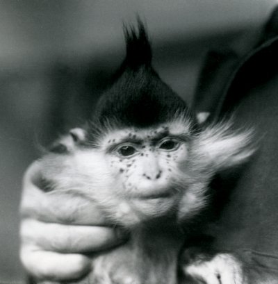Opiekun trzyma Freckles, Black Crested lub Congo Mangabey, londyńskie zoo, 1924 autorstwa Frederick William Bond