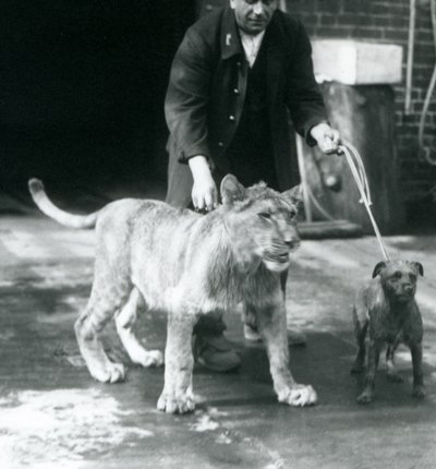 Opiekun wyprowadzający psa i młodego lwa na spacer, londyńskie zoo, sierpień 1925 (zdjęcie czarno-białe) autorstwa Frederick William Bond