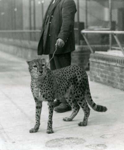 Opiekun z gepardem na smyczy, londyńskie zoo autorstwa Frederick William Bond