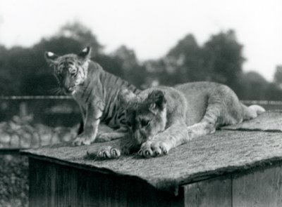 Lew i młode tygrysa siedzą razem na dachu swojej nory, londyńskie zoo, wrzesień 1925 (zdjęcie czarno-białe) autorstwa Frederick William Bond