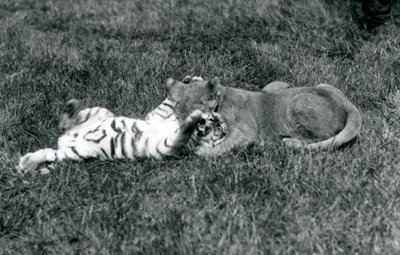 Lew i tygrys walczą na trawie, londyńskie zoo, wrzesień 1925 (zdjęcie czarno-białe) autorstwa Frederick William Bond