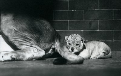 Lwiątko leży za ogonem matki, londyńskie zoo, październik 1925 r. autorstwa Frederick William Bond