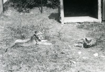 Lwiątko leżące na trawniku w pobliżu otwartej drewnianej skrzyni z kotem domowym, Londyńskie Zoo, lipiec 1925 autorstwa Frederick William Bond