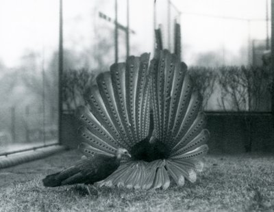 Samiec bażanta argusowegoPrzedstawienie zalotów bażanta argusowego, z samicą stojącą obok niego, londyńskie zoo, styczeń 1926 autorstwa Frederick William Bond
