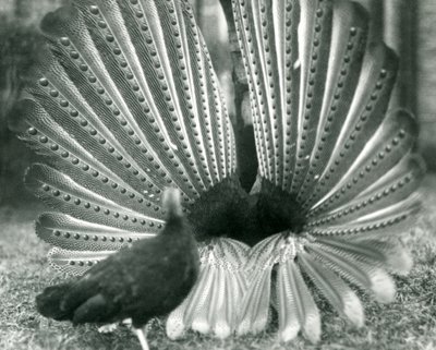 Samiec bażanta Argus Wielki pokaz zalotów Argus, z kobietą stojącą obok niego, Londyńskie Zoo, styczeń 1926 autorstwa Frederick William Bond