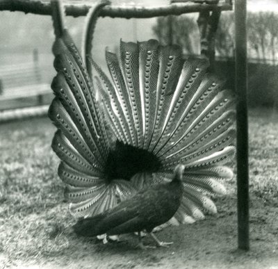 Samiec bażanta Argus Wielki pokaz zalotów Argus, z kobietą stojącą obok niego, Londyńskie Zoo, styczeń 1926 autorstwa Frederick William Bond