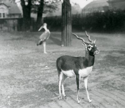 Samiec Blackbuck lub Indian Antelope stojący na padoku w londyńskim zoo, październik 1926 (zdjęcie czarno-białe) autorstwa Frederick William Bond