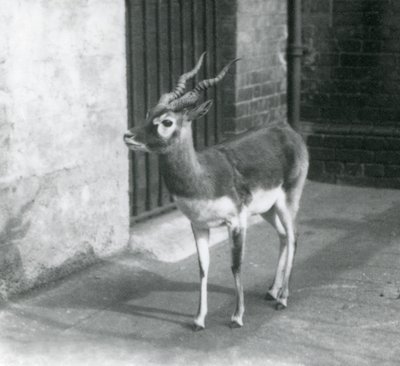 Samiec Blackbuck stojący na wybiegu w londyńskim zoo w czerwcu 1925 r. autorstwa Frederick William Bond