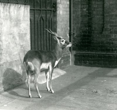 Samiec Blackbuck stojący na wybiegu w londyńskim zoo w czerwcu 1925 r. autorstwa Frederick William Bond