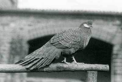 Samiec bażanta szarego pawia stojącego na grzędzie w londyńskim zoo w 1931 r. (zdjęcie czarno-białe) autorstwa Frederick William Bond