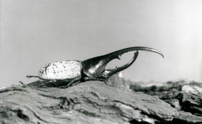 Samiec Hercules Beetle odpoczywający na korze w londyńskim zoo autorstwa Frederick William Bond